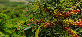 senseo sustainability sourcing