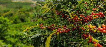 senseo sustainability sourcing